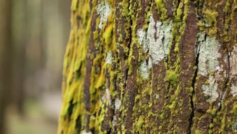 Close-up-an-old-tree-bark-with-green-moss-on-a-background-of-autumn-forest