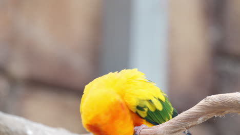 Sun-Parakeet-or-Sun-Conure-perched-on-branch---close-up