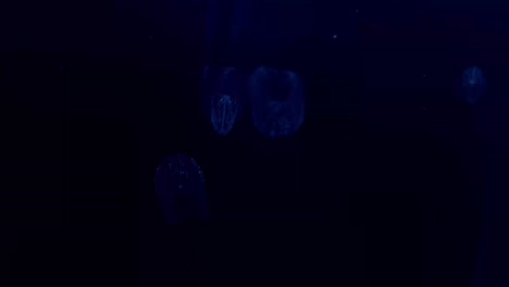 Medusas-En-Un-Tanque-De-Agua