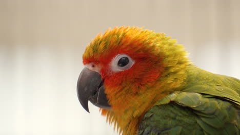 Head-Close-up-of-Sun-Parakeet-
-Nodding-Profile