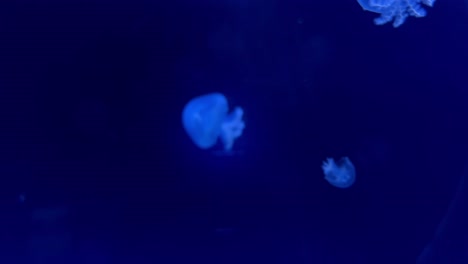 Jellyfish-in-a-water-tank