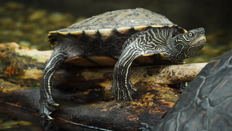 Relaxed-Northern-Map-Turtle-Resting-Motionless-on-Wet-Rotten-Log-Hanging-Legs-by-the-Pond