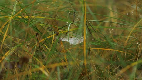 Trapping-spider-web-covered-with-morning-dew,-placed-in-meadow-between-stalks,-misty-day-on-an-autumn-meadow,-medium-shot-moving-slowly-in-a-calm-wind
