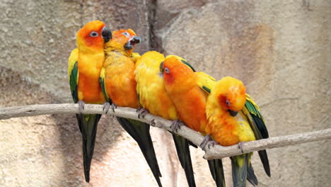Family-of-5-Sun-Parakeets-or-Sun-Conure-Birds-Perched-Together-and-Clean-Each-Other's-Plumage