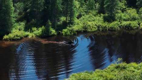 Moose-traversing-river-to-forage-for-vegetation-Realtime-Shot