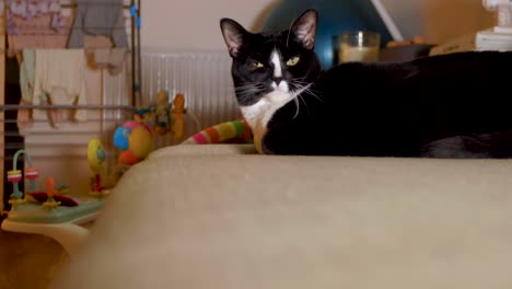 Black-and-white-cat-sitting-relaxed-on-a-sofa-looking-at-the-camera