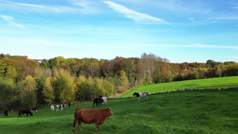 Flying-over-cows-grazing-in-the-meadows-on-a-farm-in-Germany