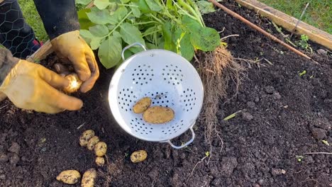 Kartoffelpflanze,-Die-Gezogen-Wird-Und-Kartoffeln-Zeigt,-Die-Von-Wurzeln-Fallen