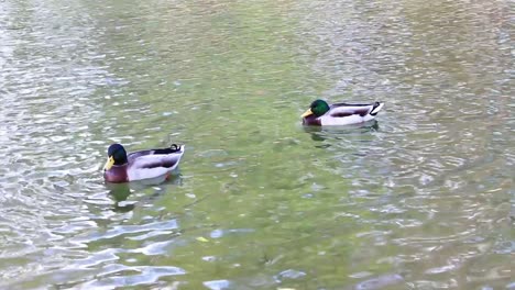 Zwei-Gänse-Schwimmen-In-Einem-Teich