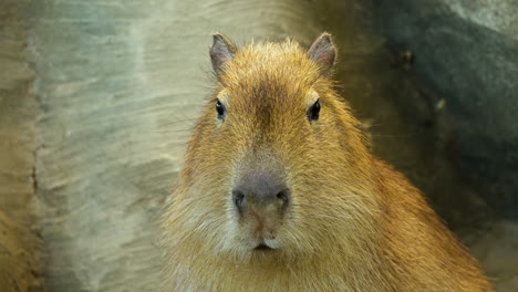 Capybara-Kopf-Nahaufnahme-Vorderansicht