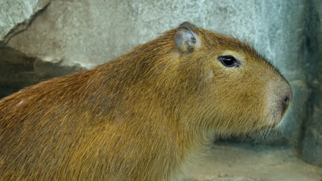 Capybara--Close-up-Chewing-Against-Rock