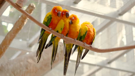 Flock-of-Sleepy-Sun-Parakeets-Stick-Together-in-Embrace-Swinging-on-Branch-in-Osan-Bird-Park-in-South-Korea