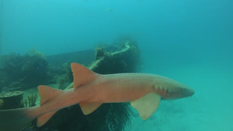 Tiburón-En-Un-Naufragio-En-Las-Bahamas