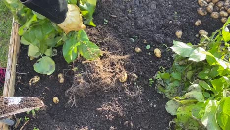 Potatoes-being-pulled-and-potatoes-scattered-onto-the-soil-and-gathered-together