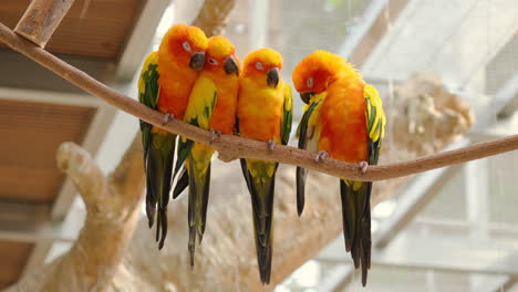 Sun-Parakeets-or-Sun-Conure-Birds-in-Love-Perched-on-Branch-Hugging-Each-Other-to-Get-Warm