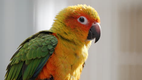 Close-up-of-sun-parakeet-flipping-wings-and-yells-opening-beak