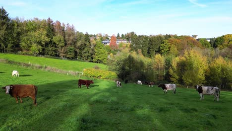 Kühe-Grasen-Auf-Der-Wiese-In-Deutschland