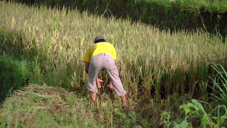 Slow-motion:-Traditional-male-Farmer-Harvesting-Paddy-Plant-on-the-rice-field-using-a-sickle---Shot-from-behind