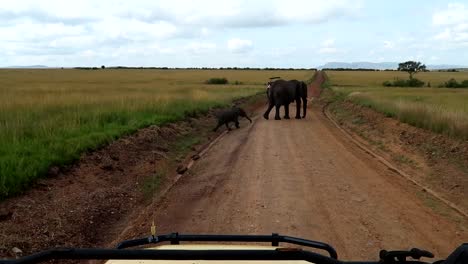 Mother-elephant-and-calf-crossing-dirt-road-in-Maasai-Mara