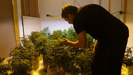 Ein-Raum-Voller-Medizinischer-Cannabispflanzen-Im-Vegetativen-Zustand