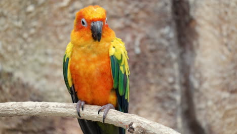 Close-up-of-Cute-Sun-Conure-Parrot-Bird-Perched