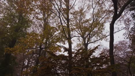 Kippen,-Um-Die-Herbstbäume-Im-Mittleren-Farbwechsel-Zu-Zeigen