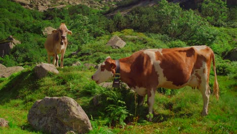 Medium-handheld-shot-of-two-cows-with-bells-grazing-between-rocks-on-green-grass-at-the-foot-of-a-mountain