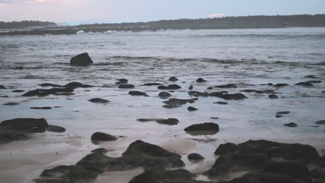 Strandläufer-Durchkämmen-Die-Küste-Auf-Der-Suche-Nach-Schnecken,-Würmern-Und-Krebstieren