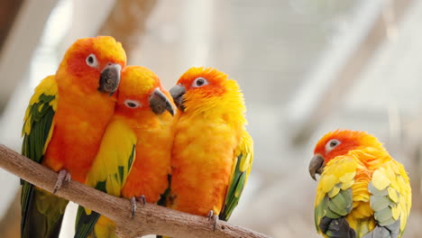 Group-of-Embracing-Sun-Parakeets-or-Sun-Conure-Birds-in-Love-Perched-on-Branch-Hugging---close-up