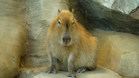 Capybara,-Das-Auf-Stein-Sitzt