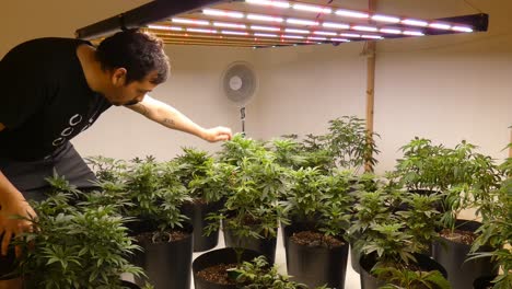 A-room-filled-with-small-growing-medicinal-cannabis-plants