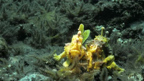 Mating-pair-of-yellow-Frogfish-rest-on-the-ocean-floor