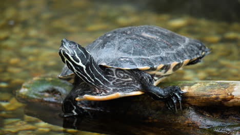 Verschlafene-Gelbbauch-Schmuckschildkröte,-Die-Auf-Nassem-Baumstamm-Im-Seichten-Wasser-Ruht,-öffnet-Die-Augen