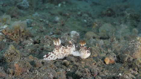 Marine-observation-of-Nudibranch-mating-on-a-underwater-reef-system