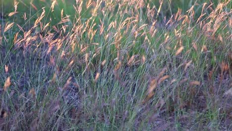 Slowly-pulling-back-from-gently-moving-group-of-wild-grasses-waving-in-small-breeze,-heads-of-the-grasses-back-lit-by-the-sunset-giving-the-top-of-the-grass-a-golden-glow