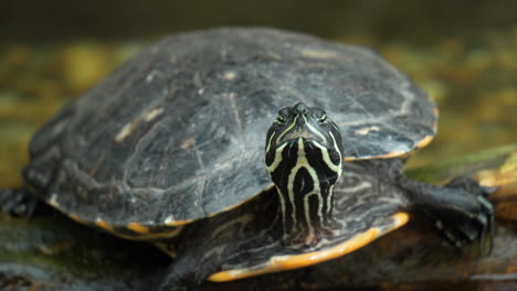 Verschlafene-Gelbbauch-Schmuckschildkröte-Entspannt-Sich-Auf-Nassem-Baumstamm-Und-Blickt-In-Die-Kamera