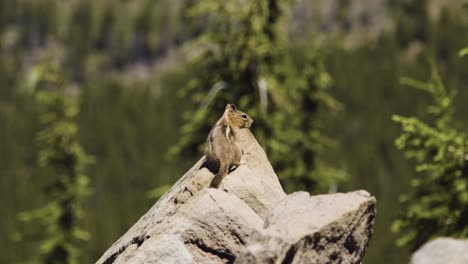 Squirrel-on-mountain-cliff-with-trees-in-the-background