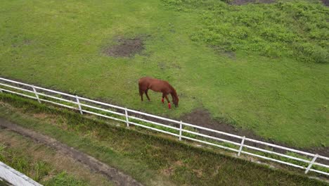 Aerial-view-of-a-horse-eating-in-a-field