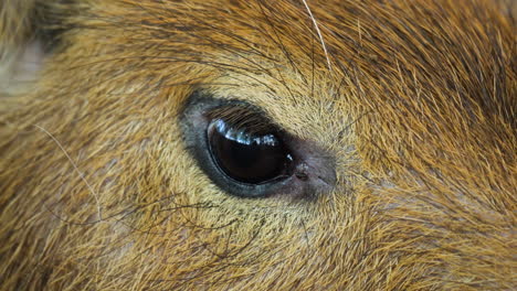 Capybara-Auge-Makro-Nahaufnahme
