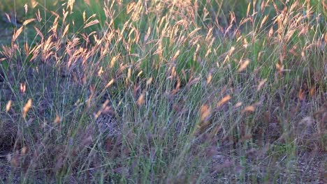 Gently-moving-group-of-wild-grasses-waving-in-a-mild-breeze,-heads-of-the-grasses-back-lit-by-the-sunset-giving-the-top-of-the-grass-a-golden-glow
