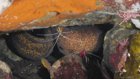 Two-eels-move-about-in-an-underwater-cave-amongst-a-variety-of-fish-and-shrimp