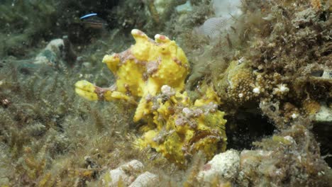 Mating-pair-of-yellow-Frogfish-rest-on-the-ocean-floor