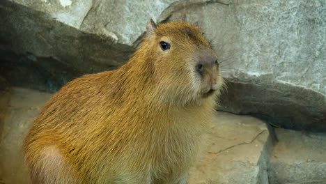 Portrait-of-Capybara-Eating-Standing-Against-Rock---Static