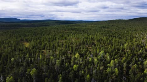 Afforested-pine-tree-woods-of-Kilsbergen-woods-Scandivania