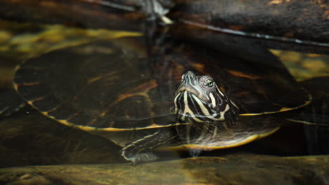 Gelbbauch-Schmuckschildkröte-Aus-Nächster-Nähe-Versteckt-Sich-Unter-Einem-Baumstamm,-Während-Der-Kopf-Aus-Dem-Wasser-Schaut