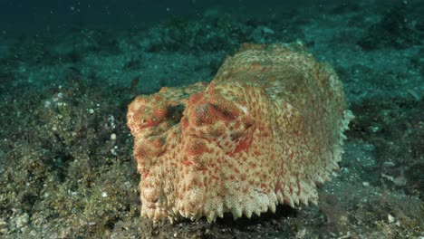 Seegurke-Bewegt-Ihren-Großen-Körper-Entlang-Des-Meeresbodens-Auf-Einen-Unterwasserkameramann-Zu