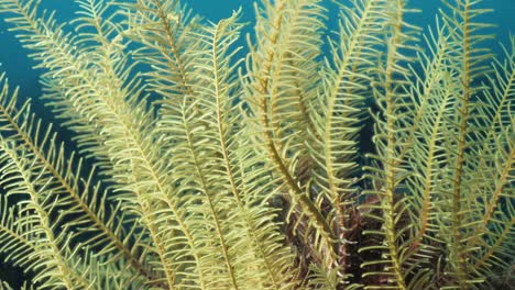 A-bright-yellow-Crinoid-contrasted-against-the-blue-ocean-water