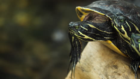 Yellow-bellied-slider-turtles-head-extreme-close-up-resting-together-on-wet-log-by-the-water