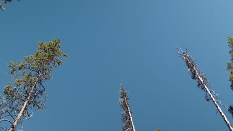 Blue-skies-in-the-forrest-of-mixed-trees