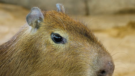 Super-Closeup-Portrait-Von-Capybara-Auge-Im-Profil
